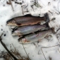 nové ceny a pravidla pro lov na dírkách pro zimní sezónu 2013 - 2014