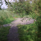 zpevnění cestiček okolo rybníků a na promenádě