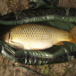 Carp Maraton Liščí Jezero Chabařovice 1.8. - 3.8. 2014