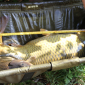 Carp Maraton Liščí Jezero Chabařovice 1.8. - 3.8. 2014